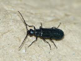 Attēlu rezultāti vaicājumam “Dasytes caeruleus”