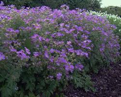 Attēlu rezultāti vaicājumam “Geranium sylvaticum”