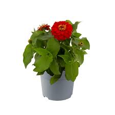 Image result for Zinnia elegans