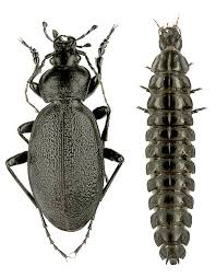 Attēlu rezultāti vaicājumam “Carabus coriaceus”