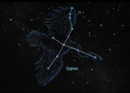 Attēlu rezultāti vaicājumam “Cygnus cygnus”