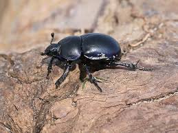 Attēlu rezultāti vaicājumam “Trypocopris vernalis”