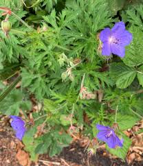 Attēlu rezultāti vaicājumam “Geranium pratense leaf”