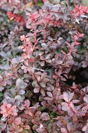 Attēlu rezultāti vaicājumam “Berberis”