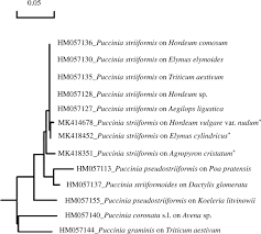 Attēlu rezultāti vaicājumam “Puccinia agrostidis”