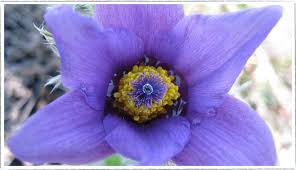 Attēlu rezultāti vaicājumam “Pulsatilla”