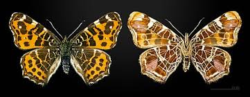 Attēlu rezultāti vaicājumam “Araschnia levana underside”