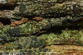 Attēlu rezultāti vaicājumam “Trapeliopsis flexuosa”