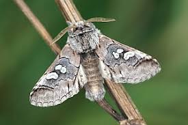 Attēlu rezultāti vaicājumam “Diloba caeruleocephala”