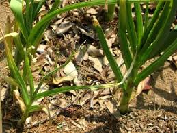 Attēlu rezultāti vaicājumam “Allium sativum bud”