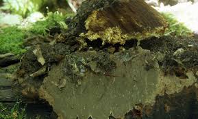 Attēlu rezultāti vaicājumam “Asterodon ferruginosus”