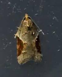 Attēlu rezultāti vaicājumam “Acleris laterana”