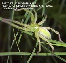 Attēlu rezultāti vaicājumam “Micrommata virescens”