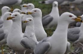 Image result for Wigan Seagulls