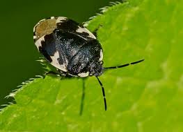 Attēlu rezultāti vaicājumam “Tritomegas bicolor”