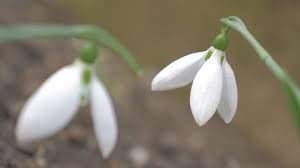 Attēlu rezultāti vaicājumam “Galanthus nivalis bud”