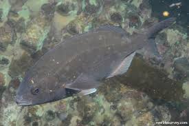 Image result for Pachymetopon grande