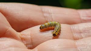 Attēlu rezultāti vaicājumam “Nematus ribesii larva”