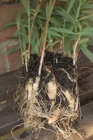 Attēlu rezultāti vaicājumam “Polygonatum verticillatum”