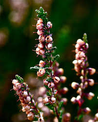Attēlu rezultāti vaicājumam “Calluna vulgaris bud”