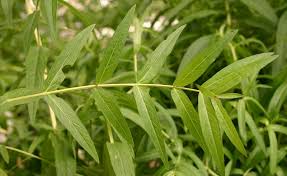 Attēlu rezultāti vaicājumam “Lythrum salicaria leaf”