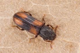 Attēlu rezultāti vaicājumam “Bitoma crenata”