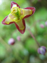 Attēlu rezultāti vaicājumam “Epimedium alpinum”