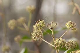 Image result for 春粒