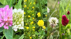 Attēlu rezultāti vaicājumam “Trifolium montanum fruit”