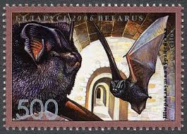 Attēlu rezultāti vaicājumam “Barbastella barbastellus”