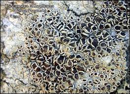 Attēlu rezultāti vaicājumam “Lecanora allophana”