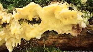 Attēlu rezultāti vaicājumam “Flaviporus citrinellus”