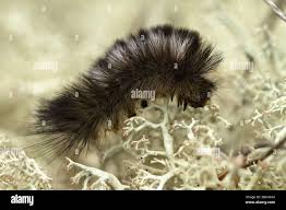 Attēlu rezultāti vaicājumam “Gynaephora selenitica larva”