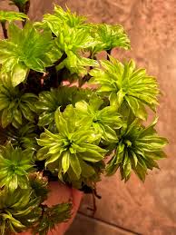 Attēlu rezultāti vaicājumam “Rhodobryum roseum”