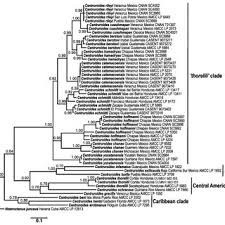 Attēlu rezultāti vaicājumam “Milesina murariae”