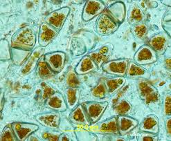 Attēlu rezultāti vaicājumam “Gymnosporangium sp.”