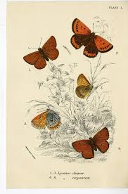 Attēlu rezultāti vaicājumam “Lycaena dispar”