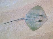Image result for Dasyatis pastinaca