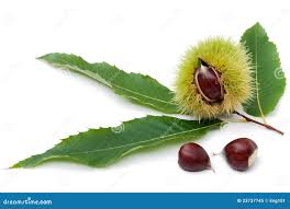 Attēlu rezultāti vaicājumam “Castanea sativa  fruit”