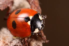Attēlu rezultāti vaicājumam “Coccinella quinquepunctata”