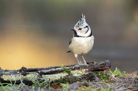 Attēlu rezultāti vaicājumam “Lophophanes cristatus”