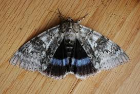 Attēlu rezultāti vaicājumam “Catocala fraxini”