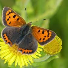 Attēlu rezultāti vaicājumam “Lycaena phlaeas male”