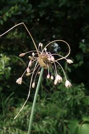 Attēlu rezultāti vaicājumam “Allium oleraceum flower”