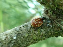 Attēlu rezultāti vaicājumam “Myzia oblongoguttata”