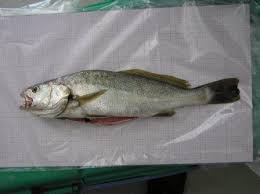 Image result for Argyrosomus regius