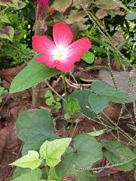 Image result for Abelmoschus moschatus