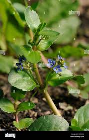 Attēlu rezultāti vaicājumam “Veronica beccabunga”