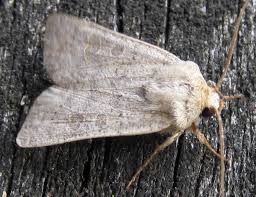 Attēlu rezultāti vaicājumam “Rusina ferruginea male”