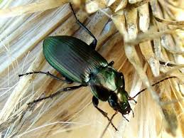 Attēlu rezultāti vaicājumam “Poecilus versicolor”